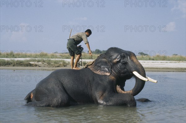 NEPAL, Chitwan National Park, Mahout washing a tusker.