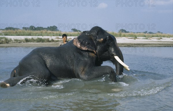 NEPAL, Chitwan National Park, Mahout washing a tusker.