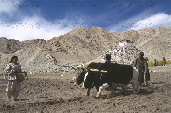 INDIA, Ladakh, "Ploughing with pair of dzo, a hybrid of a yak and a domesticated cow during potato harvest in mountainous landscape."
