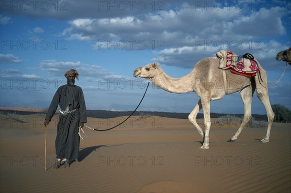 OMAN, Wahiba Sands, Bedouin man leading camel across sand.