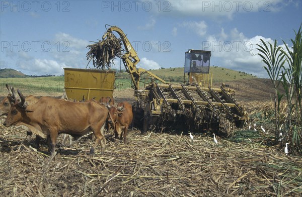 WEST INDIES, Dominican Republic, Harvesting sugar cane with mechanical harvester loading trailer pulled by team of bullocks.