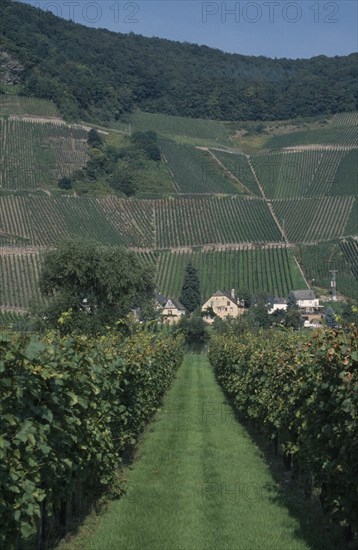 GERMANY, Mosel, Vineyards in the Mosel valley.