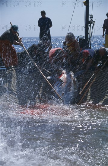 ITALY, Egadi Islands, "The Mattanza ritual method of netting and killing tuna fish in late Spring.  The fish are pushed into a net  enclosure, the Camera della morte and speared or hooked."