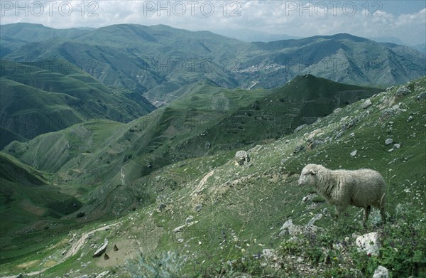 RUSSIA, Dagestan, Old silk road through mountain landscape with sheep on rocky hillside in the foreground.