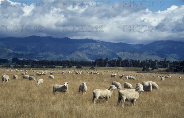 NEW ZEALAND, North Island, Farming, Landscape and grazing sheep.