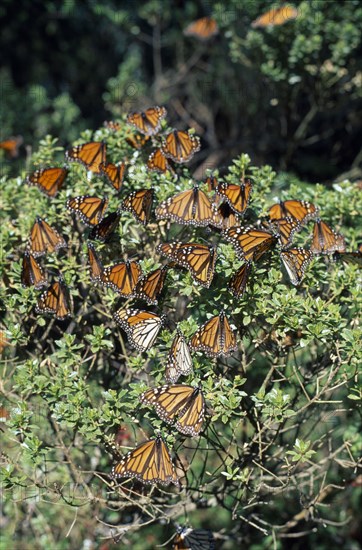 MEXICO, Michoacan State, El Rosario Sanctuary, Mass of Monarch butterflies settled on bush