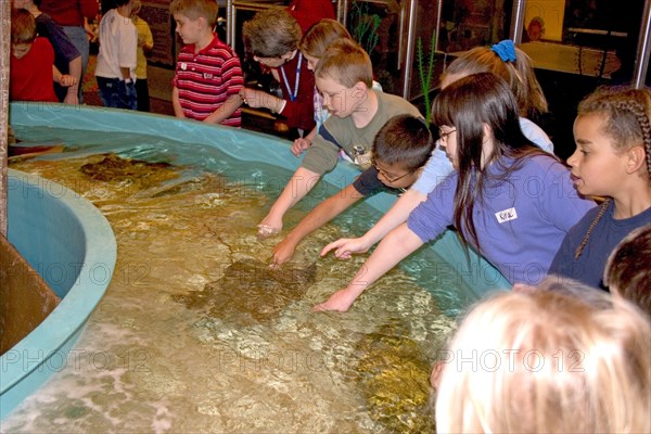 USA, Minnesota, Bloomington, Children petting stingrays in Starfish Beach at Underwater Adventures the worlds largest underground aquarium