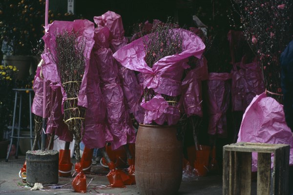 HONG KONG, Festivals, Blossom trees wrapped in pink paper for sale for Chinese New Year celebrations.