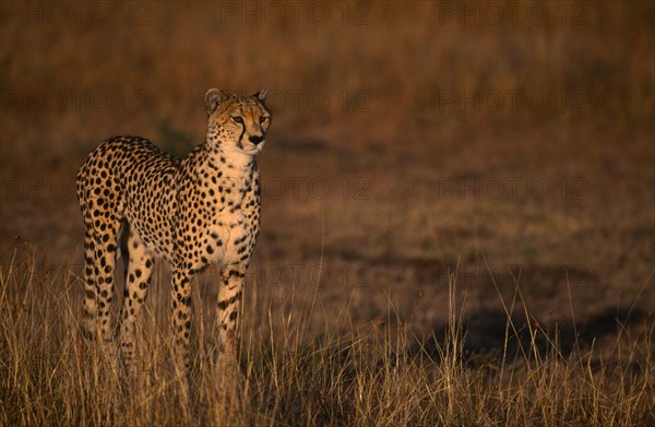 KENYA, Masai Mara, Single cheetah standing on grassland plains.