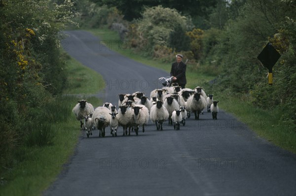 IRELAND, County Mayo, Farming, Small flock of black faced sheep and lambs being herded along country lane by shepherd with bicycle.