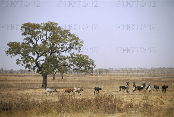 GHANA, North, Chereponi, Tribal women carrying goods on their head with cattle walking by in the opposite direction.