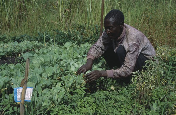 TANZANIA, West, Great Lakes Project, Refugee with cabbage seedlings in Self Reliance Project community garden.
