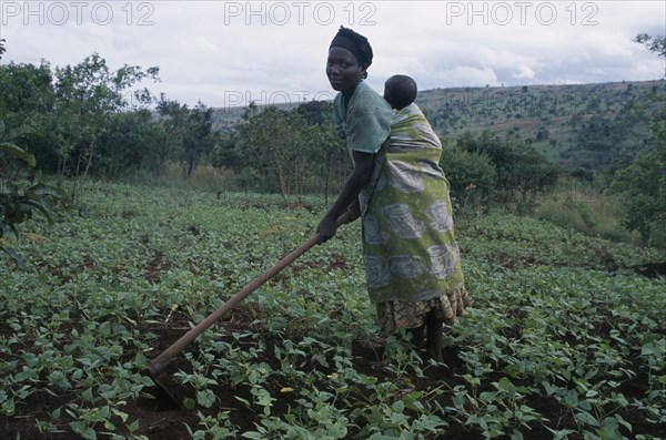 TANZANIA, West, Great Lakes Region, Woman refugee working in a cassava field carrying her baby on her back while hoeing.