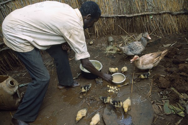 TANZANIA, West, Great Lakes Region, Self Reliance Project.  Refugee feeding ducks and ducklings.