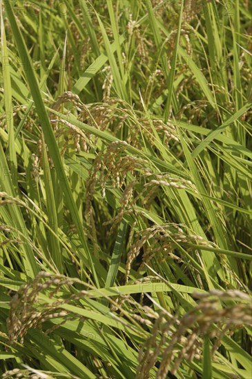 JAPAN, Chiba, Tako, Close up of Koshi Hikari rice in field ready to be harvested