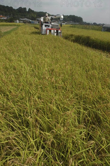 JAPAN, Chiba, Tako, Koshi Hikari rice being harvested with rice combine at work and the village in the background