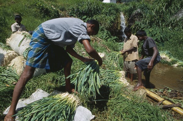 SRI LANKA, Haputale, Washing leeks in a stream