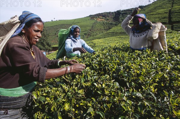 SRI LANKA, Agriculture, Tea, Female tea pickers working on Labookellie Tea Estate near Nuwara Eliya.