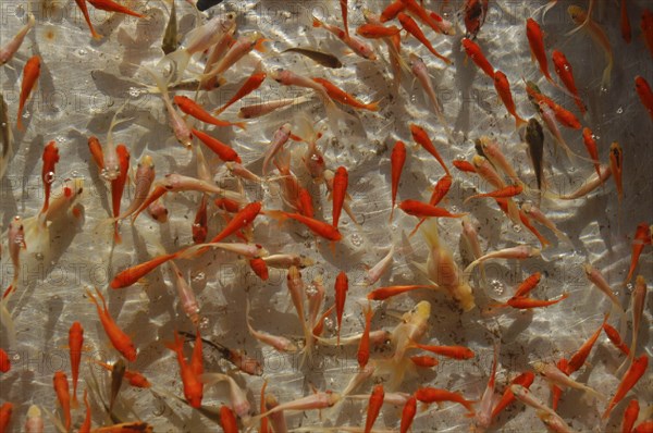 JAPAN, Chiba, Narita , Goldfish waiting to be caught by children during summer Gion Matsuri