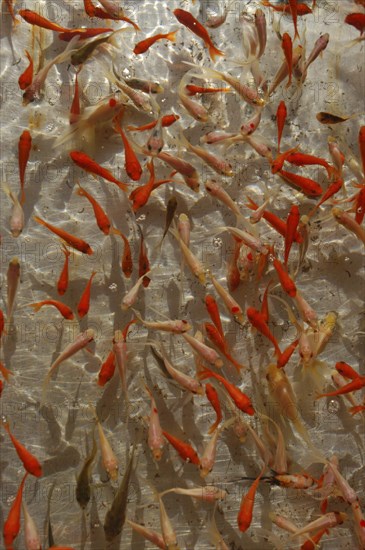 JAPAN, Chiba, Narita , Goldfish waiting to be caught by children during summer Gion Matsuri