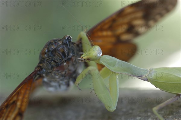 JAPAN, Chiba, Tako , A praying mantis devours a cicada