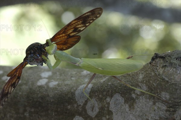 JAPAN, Chiba, Tako , A praying mantis devours a cicada