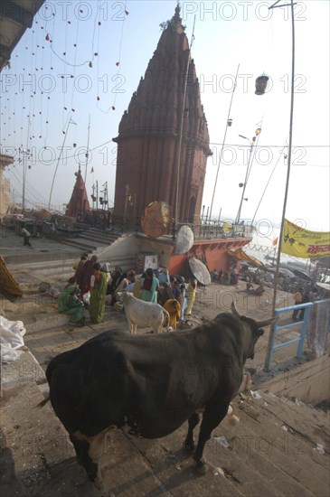 INDIA, Uttar Pradesh, Varanasi , Dasaswhamedh Ghat. A bull on the steps of the ghat