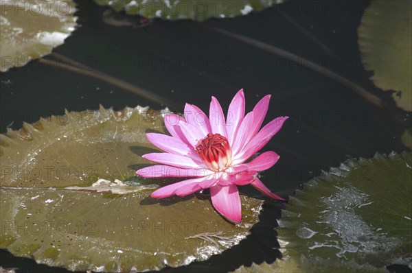 INDIA, Uttar Pradesh, Sarnath, Lotus blossom in a lily pond behind the Mulagandha Kuti Vihara