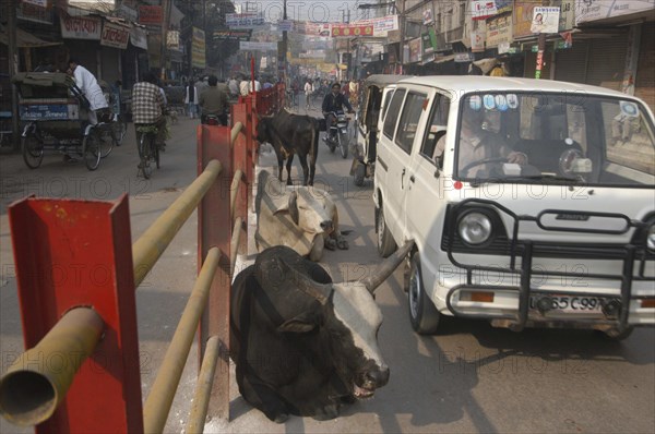INDIA, Uttar Pradesh, Varanasi, Godaulia. Cows resting in the road blocking passing traffic