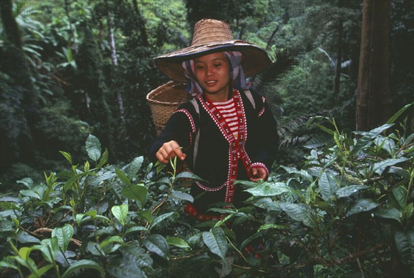 THAILAND, Chiang Mai, Chiang Dao District, Lahu woman picking tea on a plantation