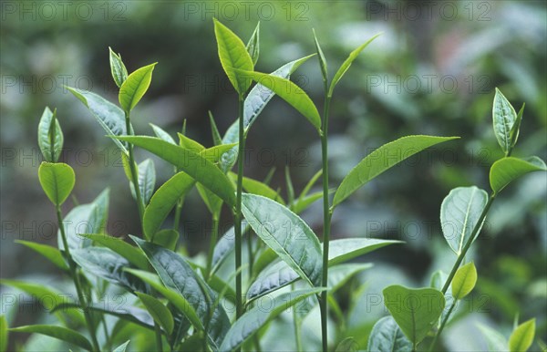 THAILAND, Chiang Mai, Chiang Dao District, Close up of tea on a plantation
