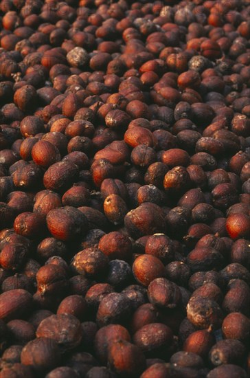 THAILAND, Chiang Mai Province, Mueng Keurt, Drying coffee seeds