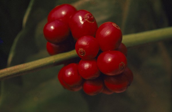 THAILAND, Chiang Mai Province, Mueng Keurt, Close up of coffee fruit cluster on plant