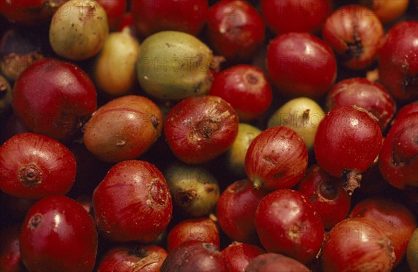 THAILAND, Chiang Mai Province, Mueng Keurt, Close up of picked coffee fruit