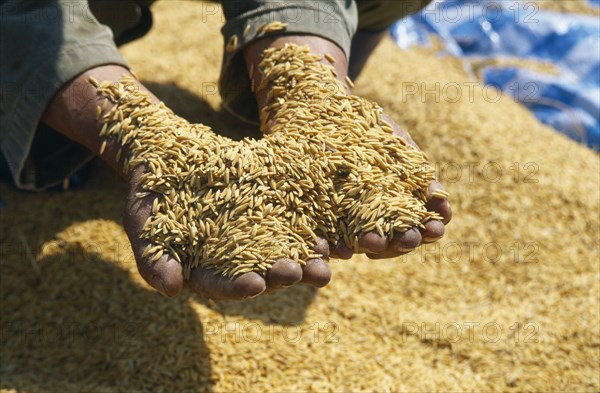 THAILAND, Lamphun Province, Ban San Kap Thong, Hands full of harvested newly threshed rice