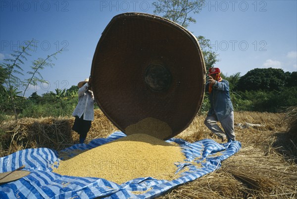 THAILAND, Lamphun Province, Ban San Kap Thong, Men tipping large bamboo basket full of harvested and threshed rice