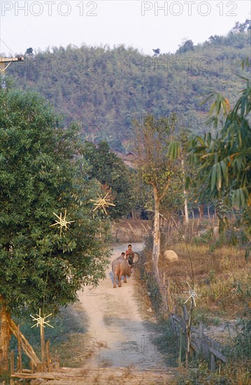 THAILAND, Chiang Mai Province, Mai Ai District, Two boys with a water buffalo on the path leading to an Akha and Lahu village