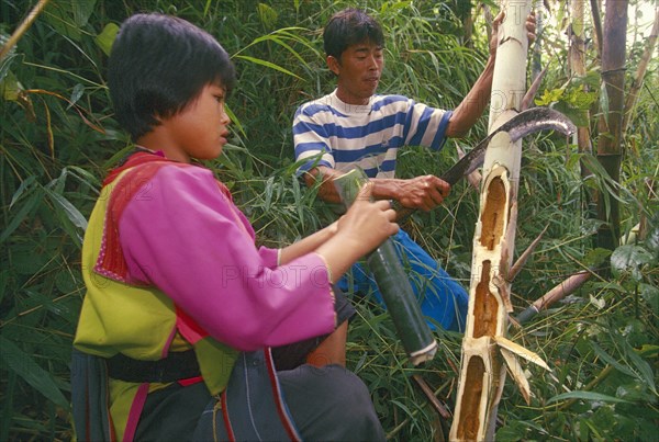 THAILAND, Chiang Rai Province, Mae Suai District, Doi Lan. Lisu girl collecting moth larvae from bamboo her father has chopped open