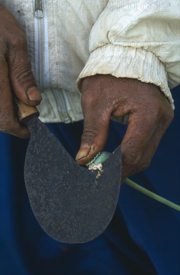 THAILAND, North, Papaveraceae Highland Area. Man scraping raw opium from pod