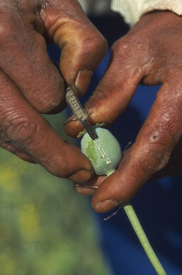 THAILAND, North, Papaveraceae Highland Area. Man incising a pod as raw opium oozes out