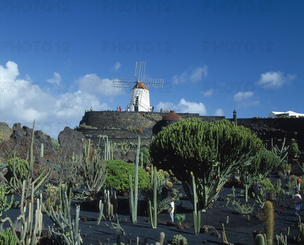 SPAIN, Canary Islands, Lanzarote, Guatiza.  Visitors in cactus garden growing in black volcanic soil overlooked by windmill
