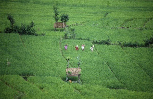 INDONESIA, Bali, Karangasem District, Tirtagangga.  People working in rice terraces.