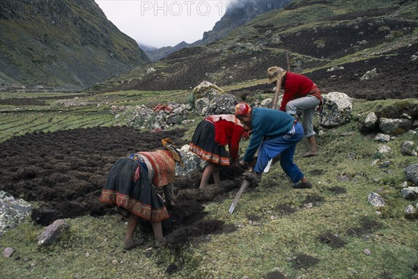 PERU, Andes, Cusco, Cancha Cancha.  Quechua Indian men and women using traditional method to plough field by hand.