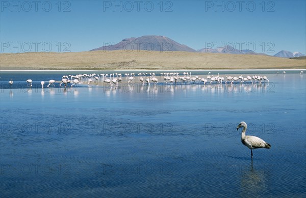 BOLIVIA, Altiplano, General, Flamingoes on lake with distant mountains beyond.