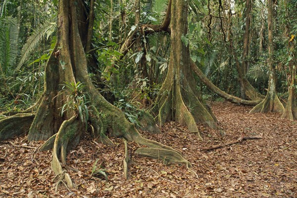 BELIZE, General, Cockscomb Basin Wildlife Sanctuary.  Buttress roots of Rainforest Kaway Tree in area of seasonally flooded forest.