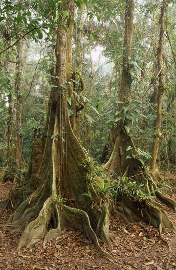 BELIZE, General, Cockscomb Basin Wildlife Sanctuary.  Buttress roots of Rainforest Kaway Tree in area of seasonally flooded forest.