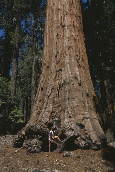USA, California, Sierra Nevada, "Sequoia National Park.  Woman tourist at base of Giant Sequoia Tree, Sequoiadendron giganteum."