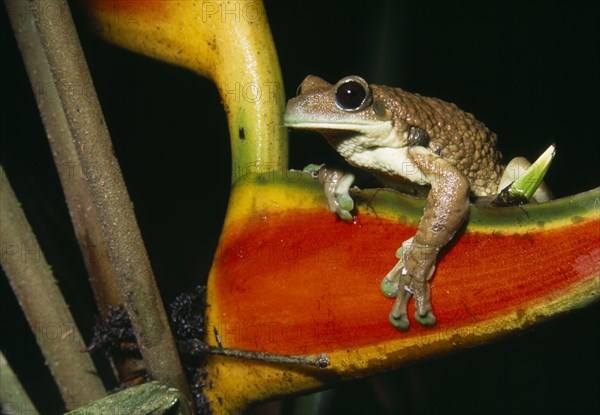 ECUADOR, Amazon, Rio Napo, "Jatun Sacha Biological Station.  Broad Headed Tree Frog, Phrynohyas venulosa."