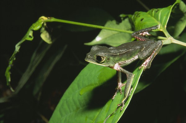 ECUADOR, Amazon, Rio Napo, "Jatun Sacha Biological Station.  Leaf Frog, Phyllomedusa vaillanti."