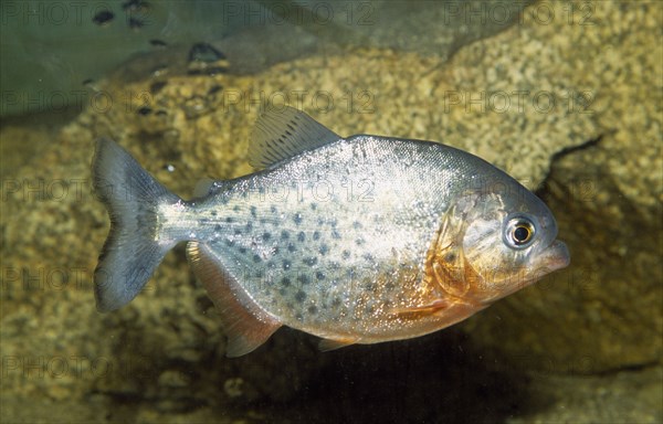 SEALIFE, Fish, "Red Piranha, Serrasalmus species."